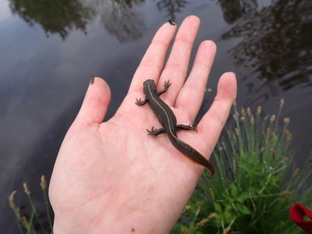 Monitoring dvoživk na Radenskem polju - 2
